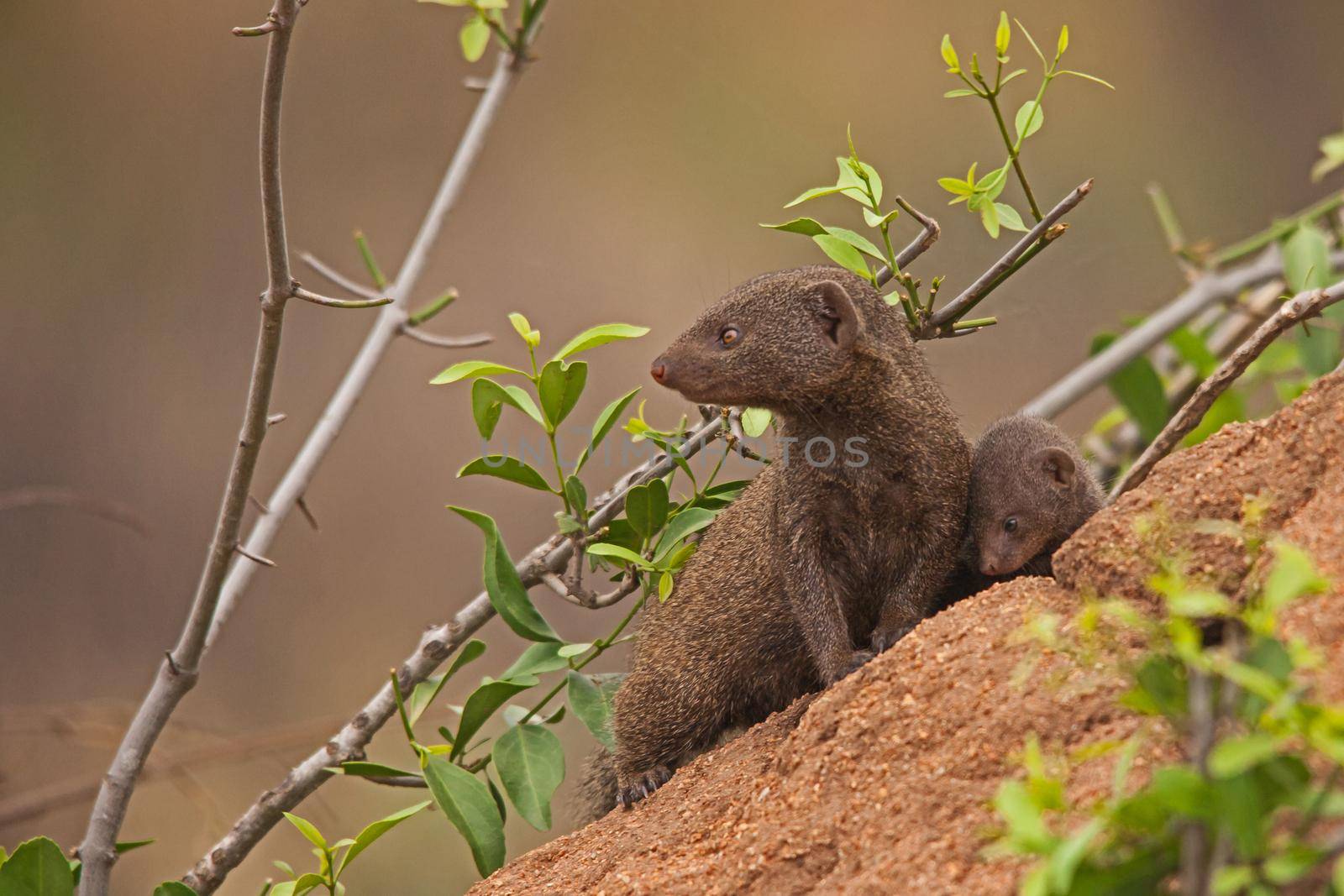 Dwarf Mongoose (Helogale parvula) mother and pup