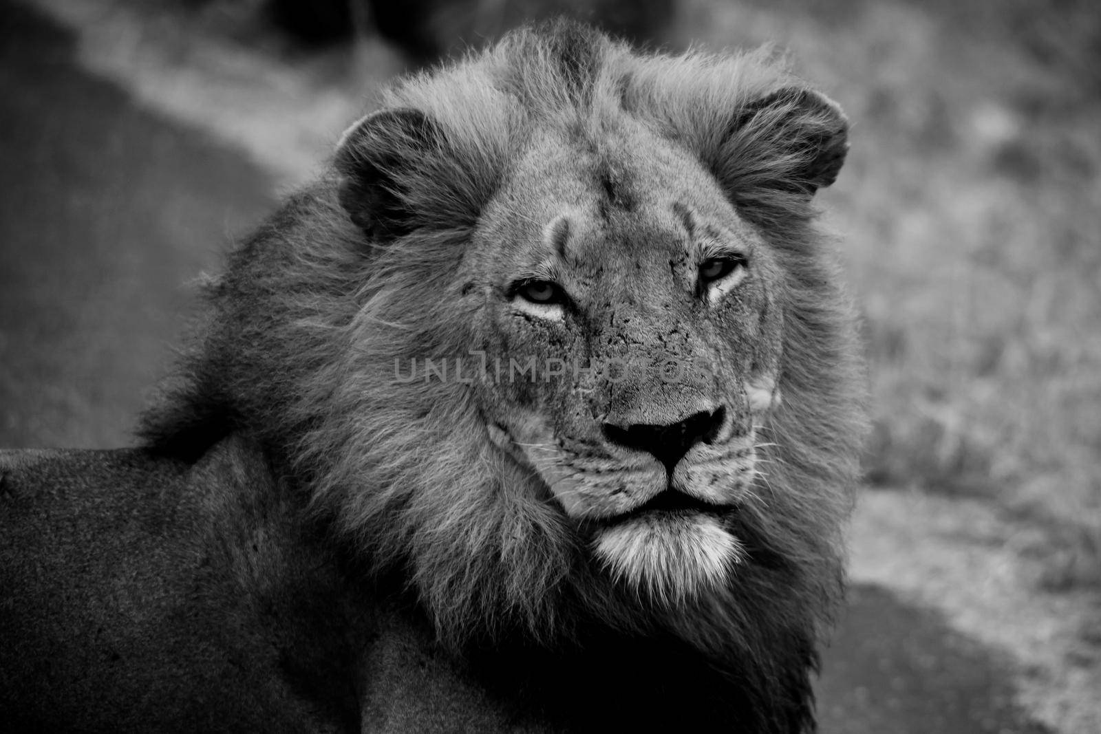 Monochrome image of a dominant male Lion (Panthera leo) on a rainy morning in Kruger National Park. South Africa