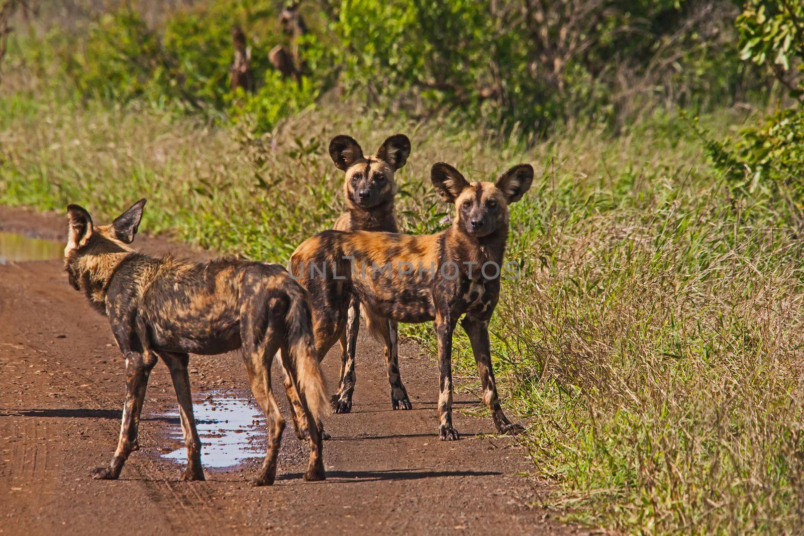 African Wild Dog (Lycaon pictus) 15254 by kobus_peche