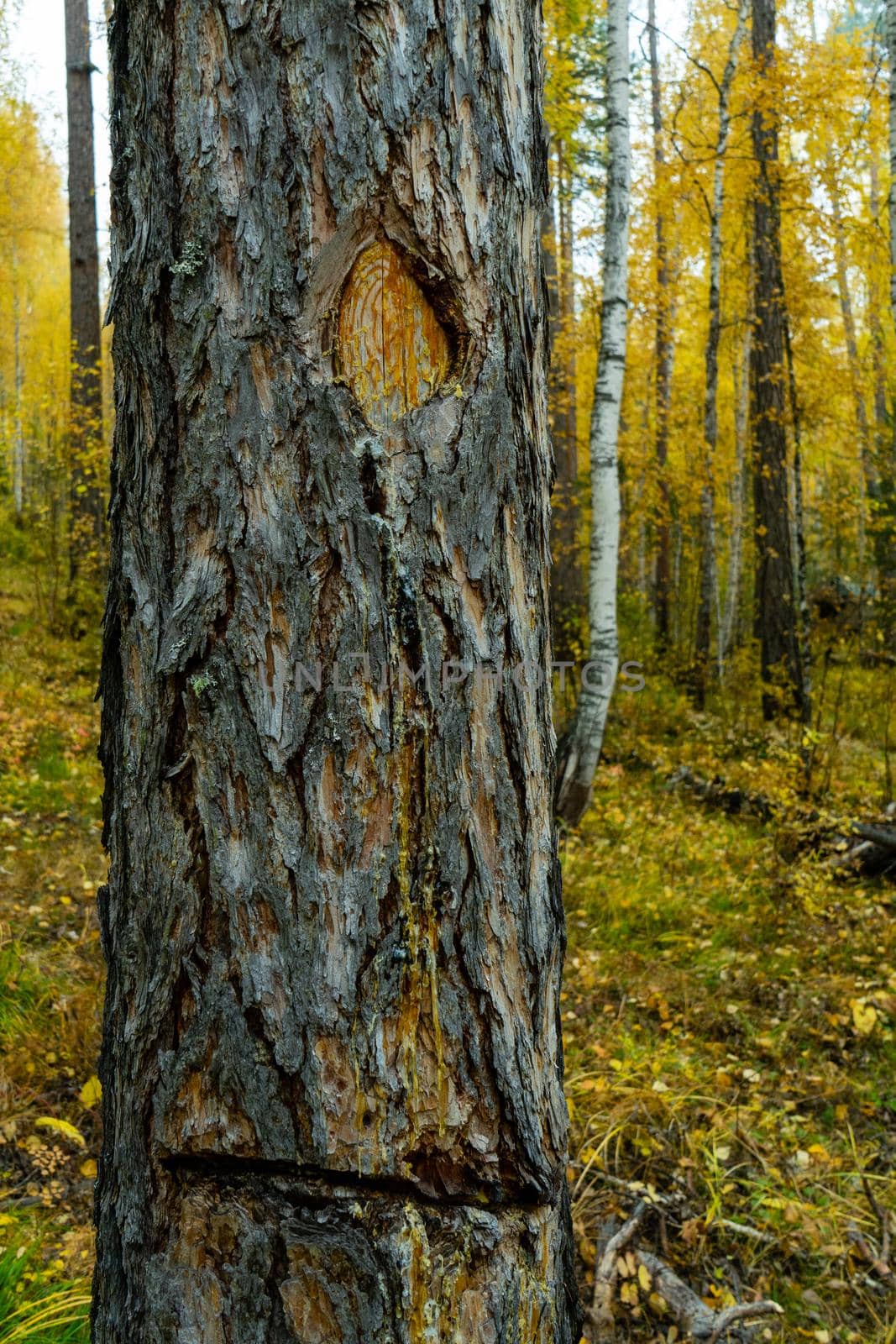 Damaged pine trunk. Pine with damaged bark and protruding resin.