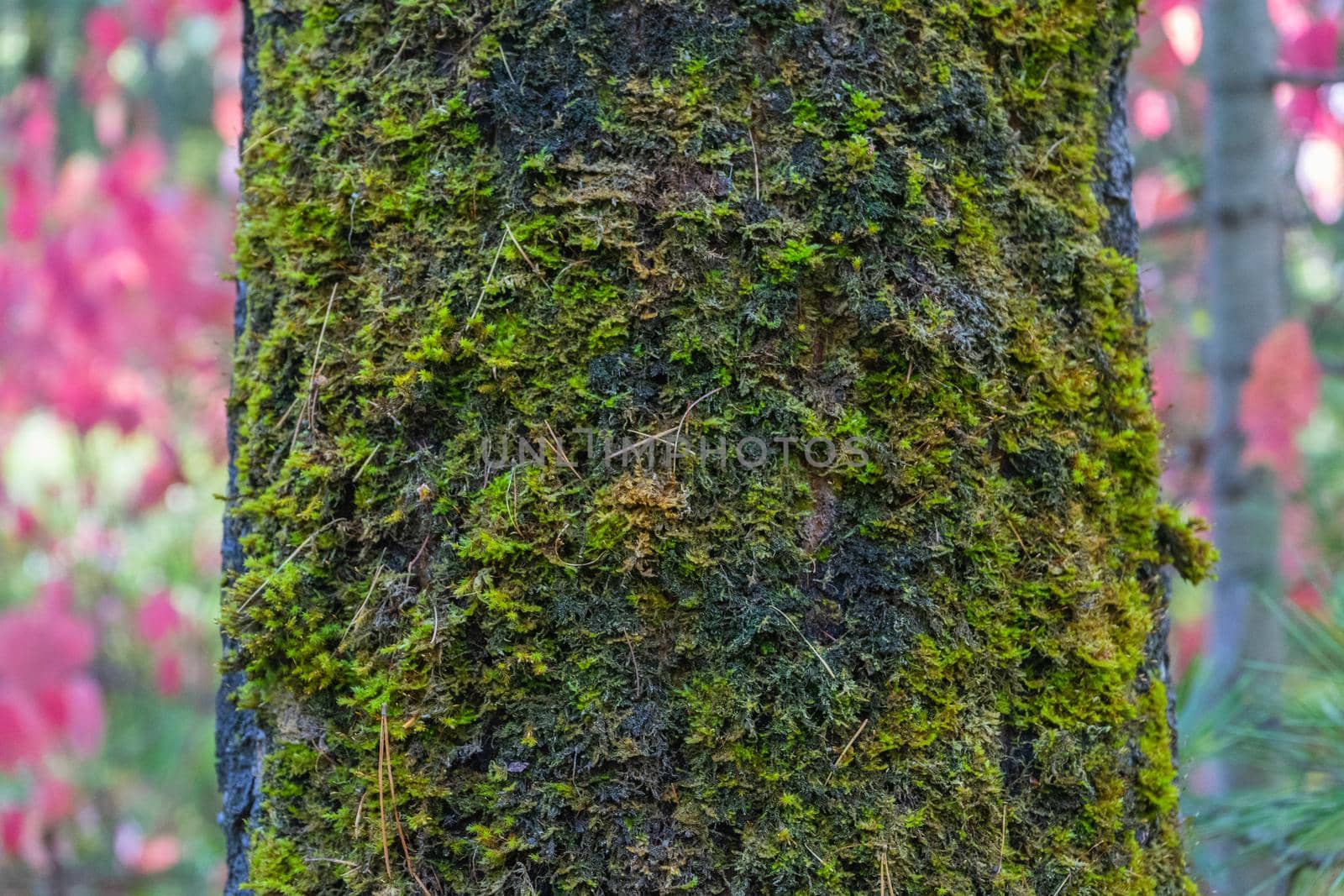 The trunk of the tree is covered with green moss.