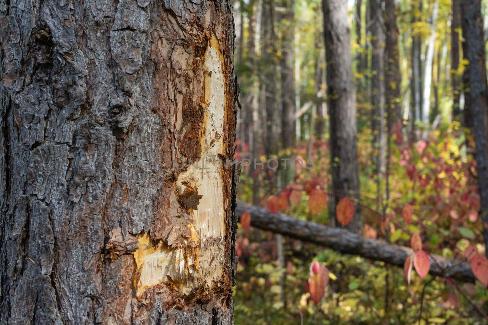 Damaged pine trunk. Pine with damaged bark and protruding resin.