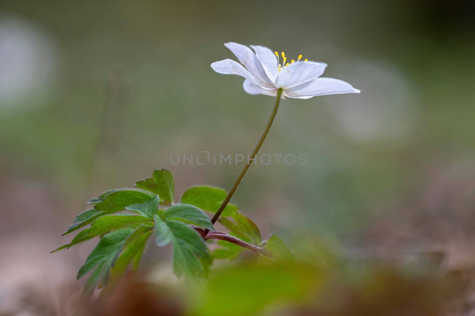 Close up on white anemone or windflower by springtime