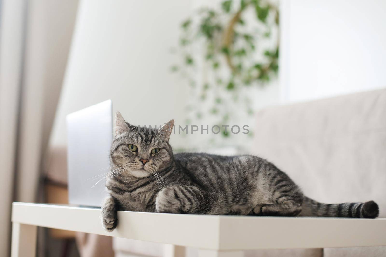Adorable silver tabby shorthair cat lying, relaxing and sleeping in living room at home.
