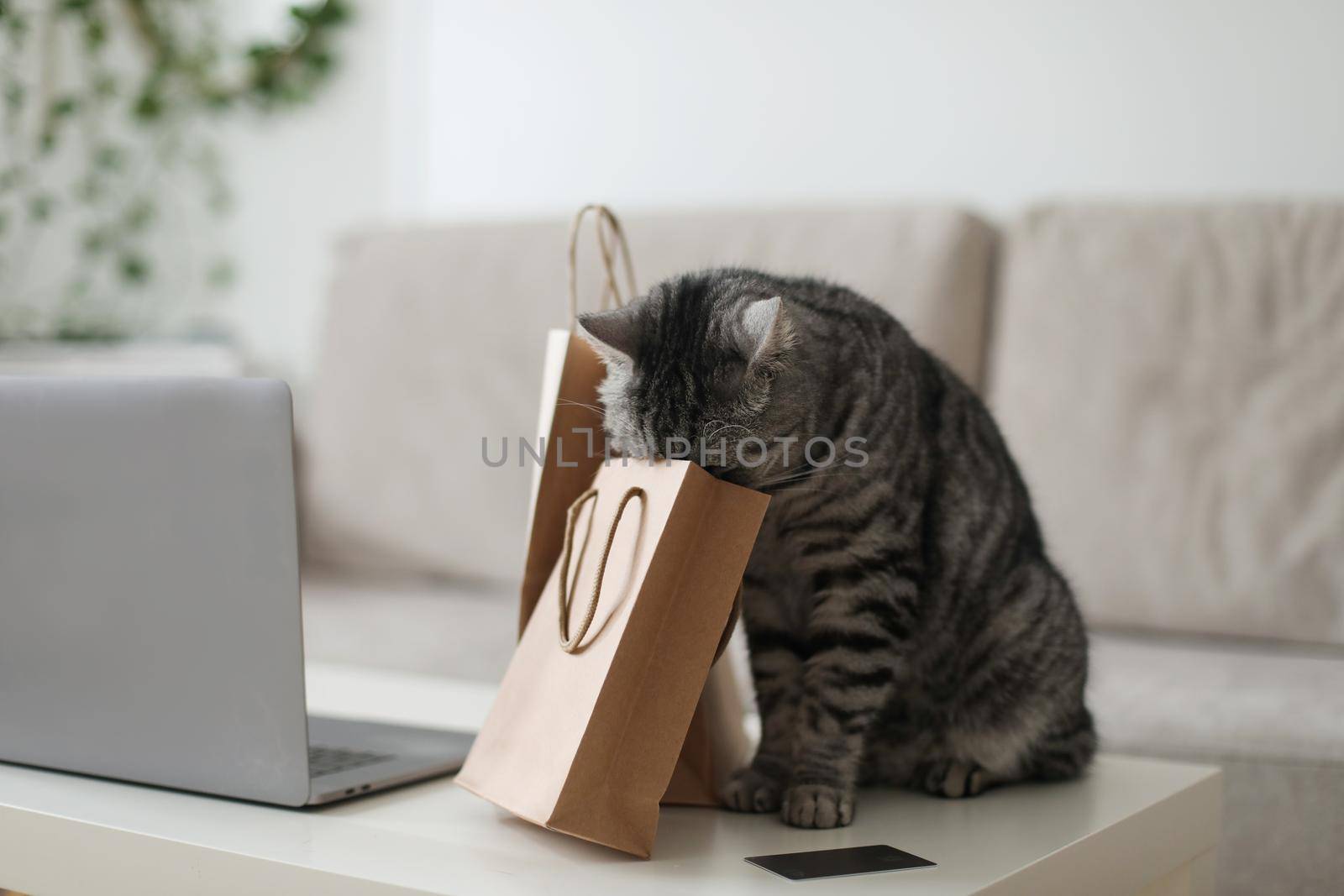 A gray tabby cat looking at brown paper bags at home. craft shopping package. Delivery, Shopping concept, environmental protection, zero waste.