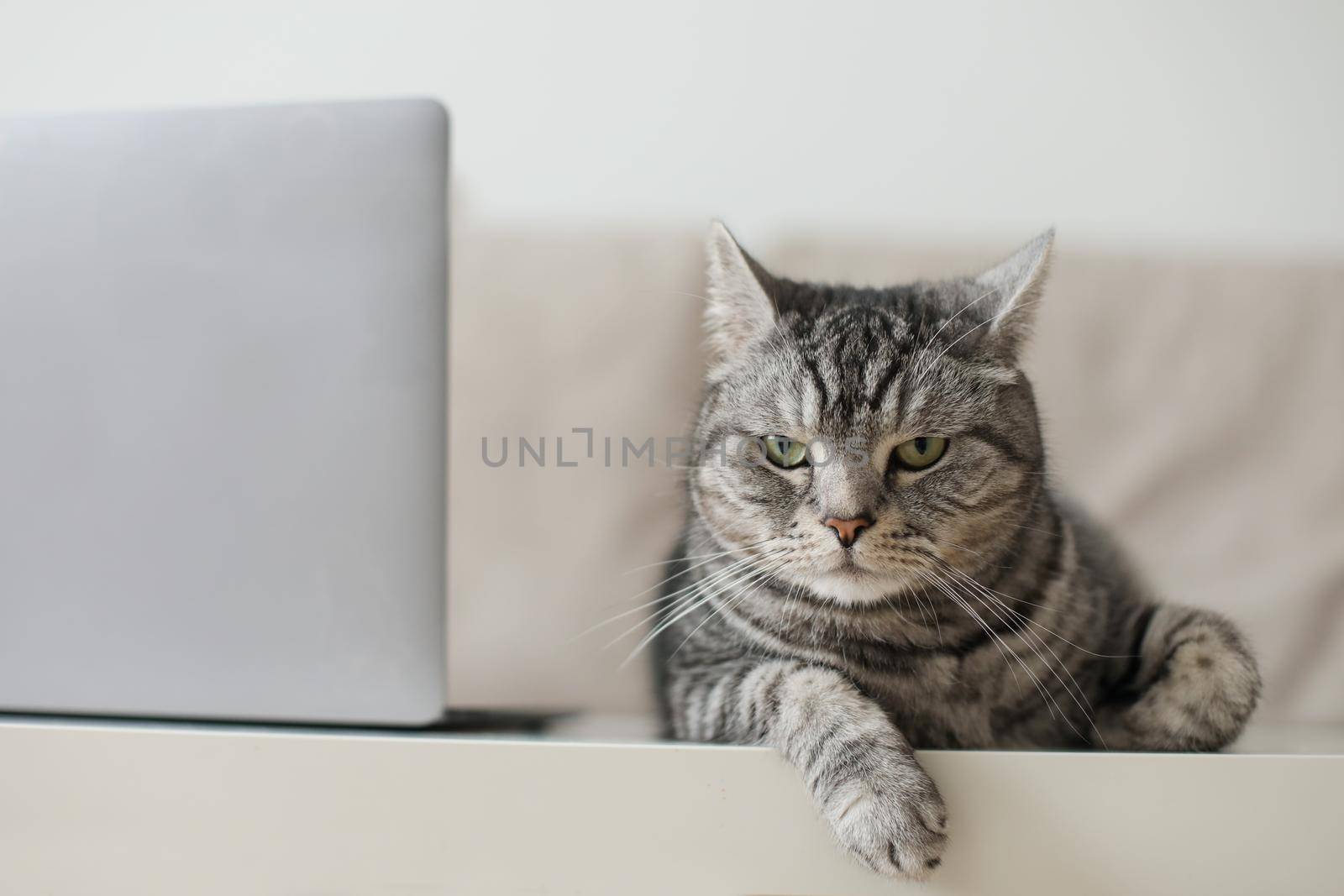 Adorable silver tabby shorthair cat lying, relaxing and sleeping in living room at home.