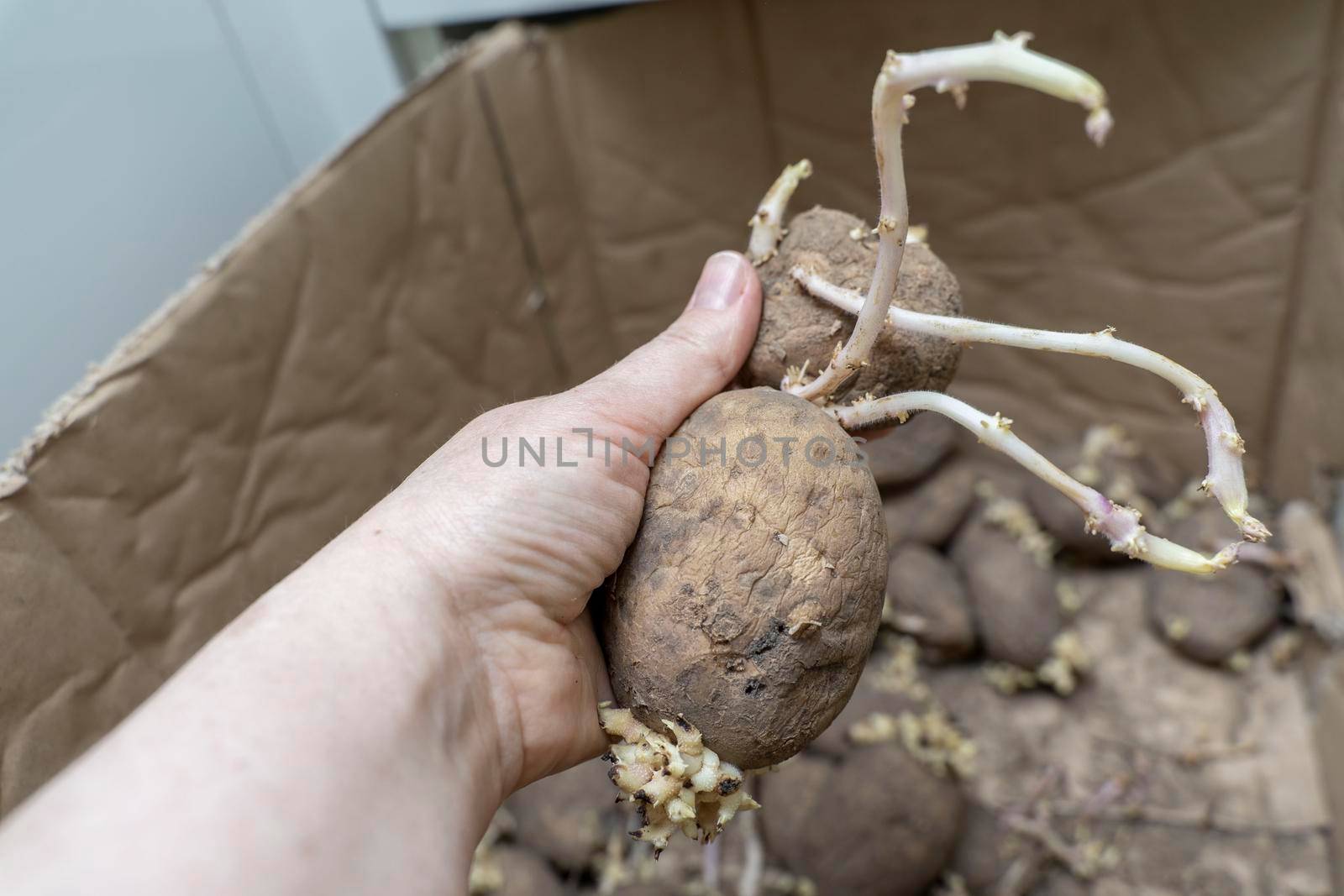 sprouted potato tubers in hand close-up, spoiled vegetables by Lena_Ogurtsova