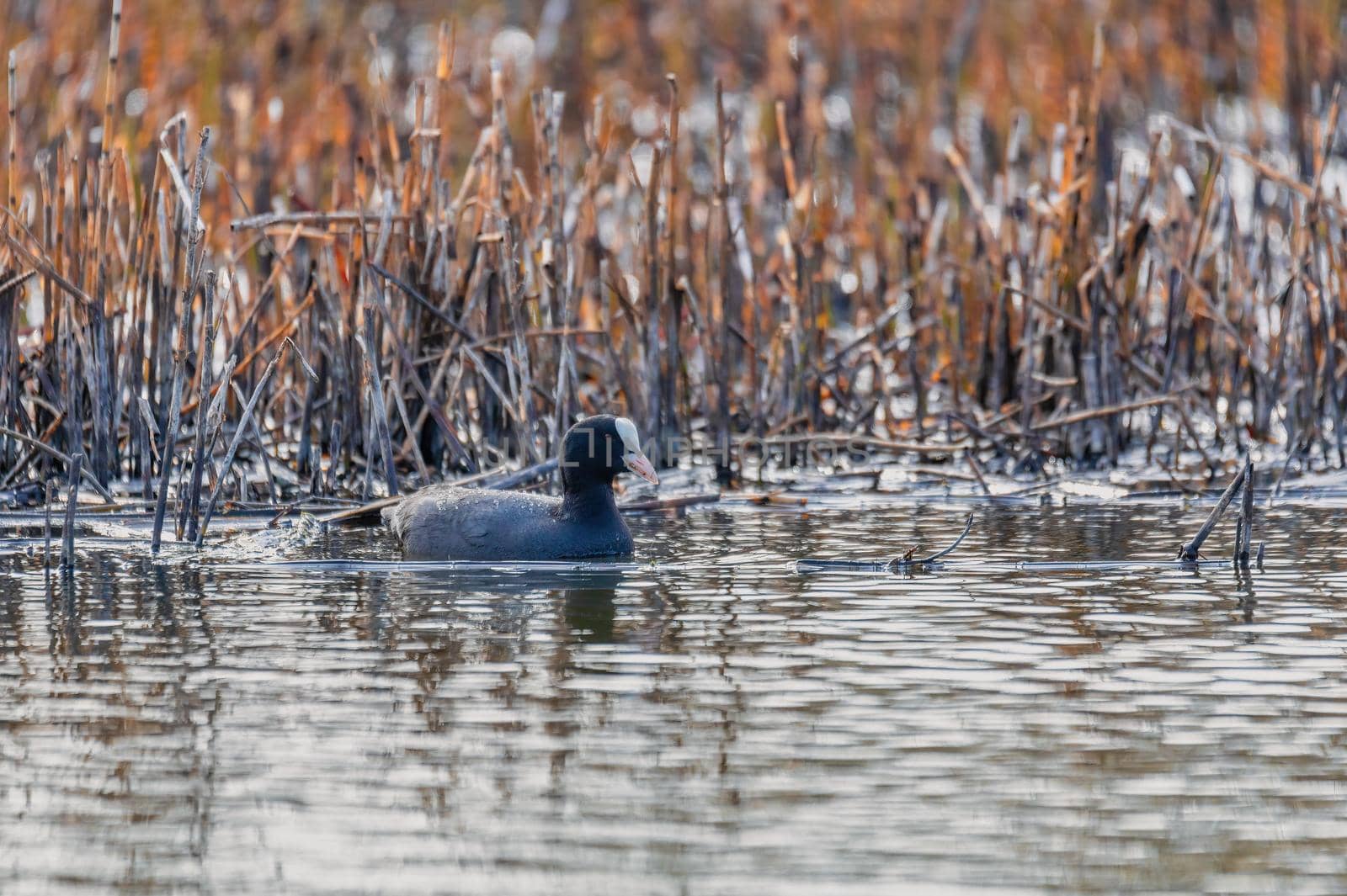 water bird Eurasian coot, Fulica atra feeding in reeds on pond. Czech Republic, Europe Wildlife