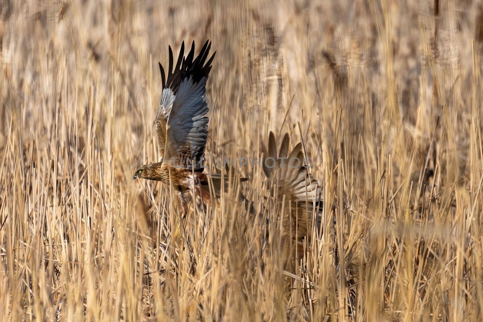 Marsh Harrier, Circus aeruginosus, Birds of prey nesting in spring near pond. Czech Republic, Europe Wildlife