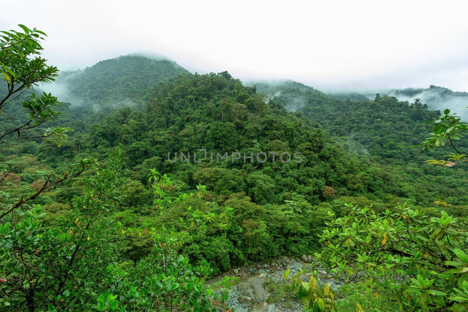 Rainforest in Tapanti national park, Costa Rica by artush