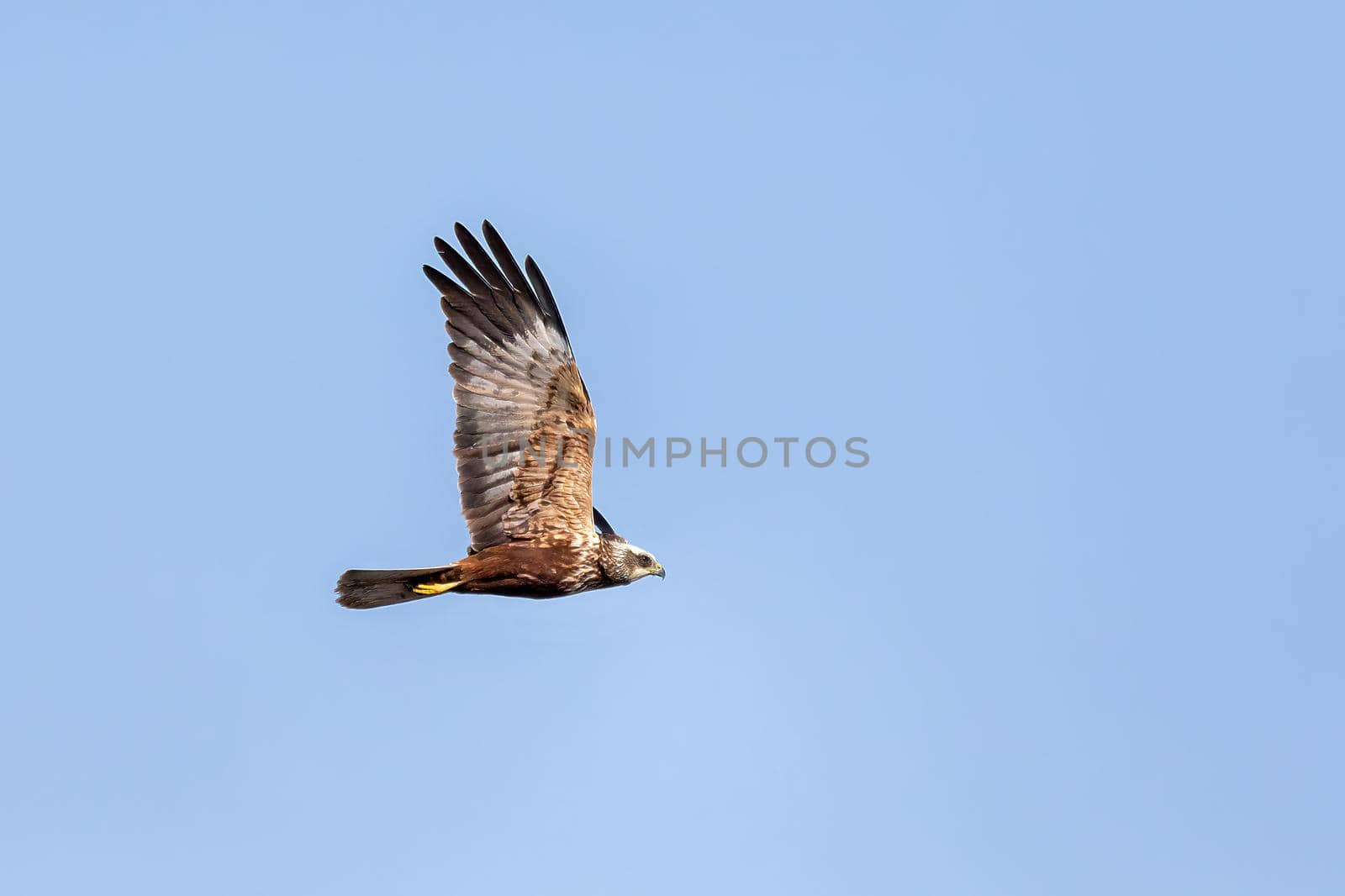 Marsh Harrier, Circus aeruginosus, Birds of prey landing on the blue sky. Czech Republic, Europe Wildlife