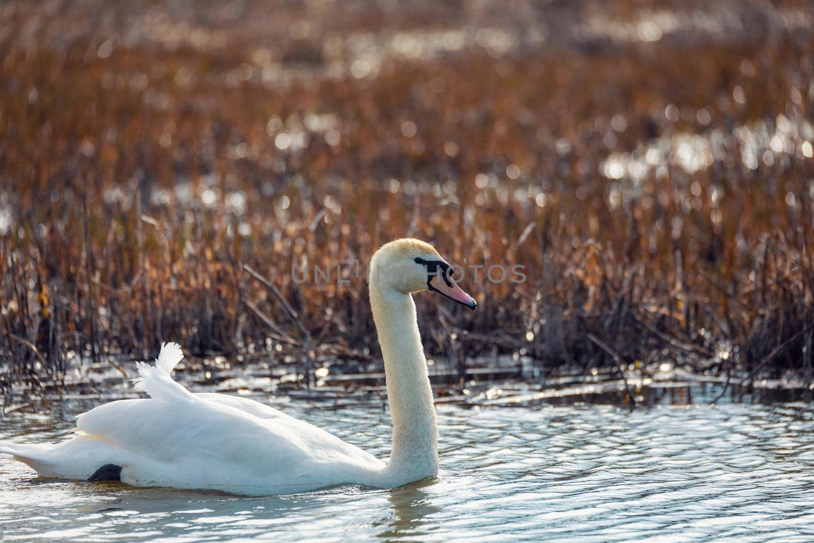 Wild bird mute swan female (Cygnus olor) swim in spring on pond, Czech Republic Europe wildlife