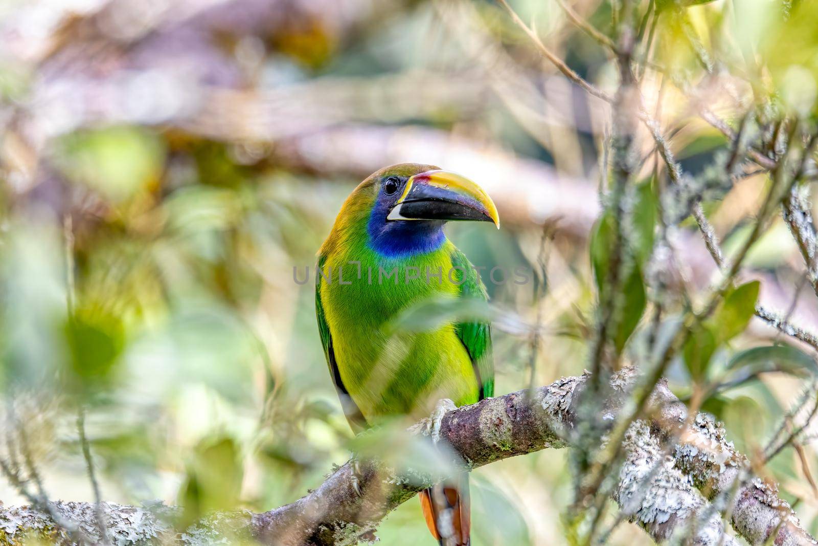 Emerald toucanet (Aulacorhynchus prasinus), small toucan. Beautiful bird at San Gerardo de Dota, Wildlife and birdwatching in Costa Rica.