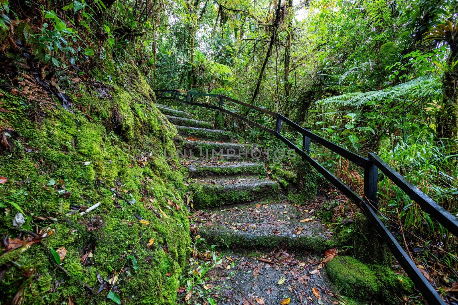 Tourist trail for hiking with stone stairs in rainforest in Tapanti national park, misty cloudy weather. Green natural background. Costa Rica wilderness