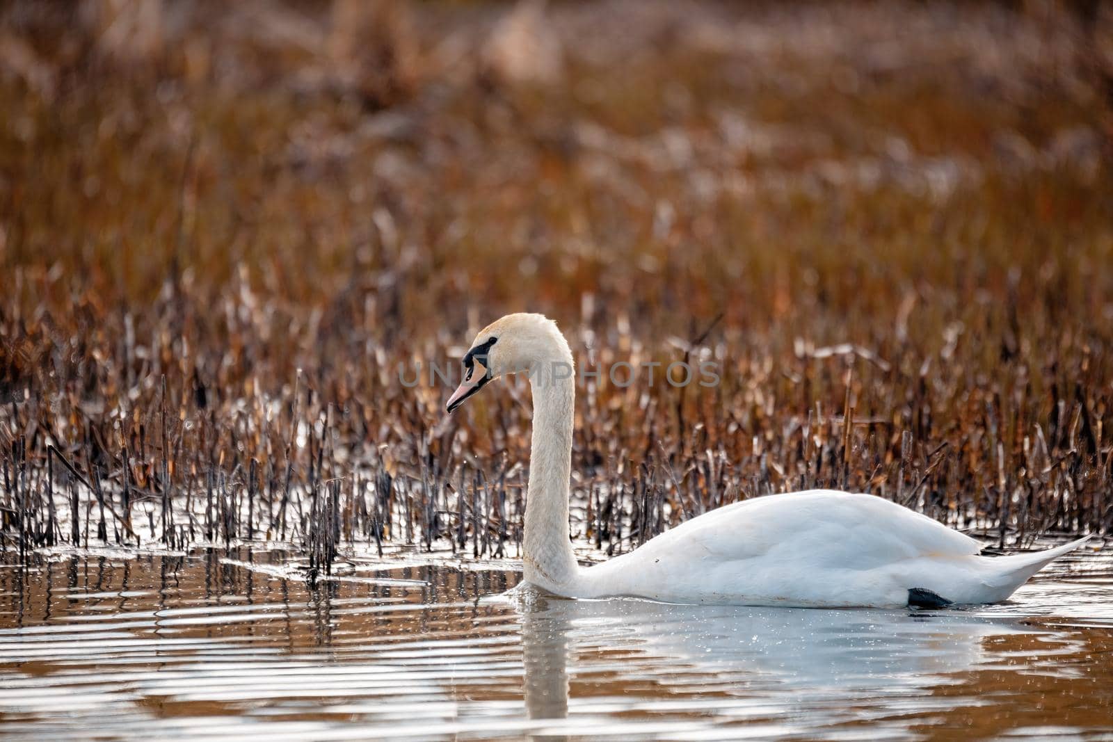 Wild bird mute swan female in winter on pond by artush