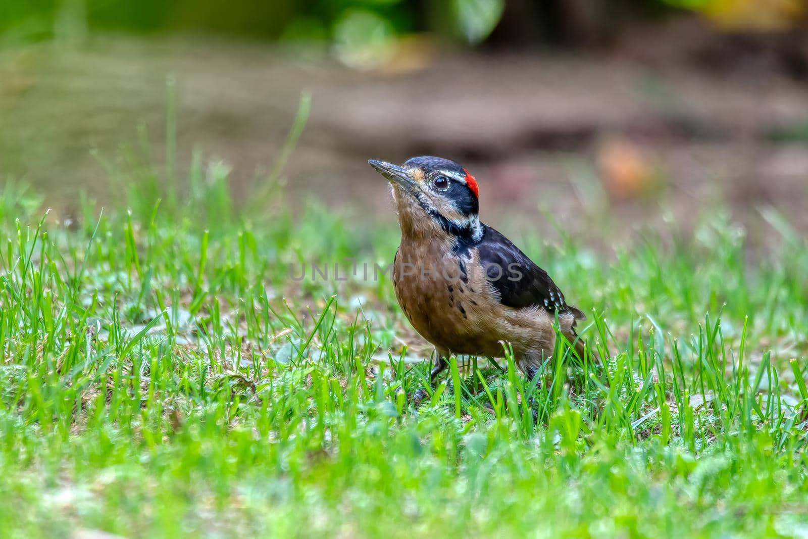 Hairy woodpecker, Leuconotopicus villosus, San Gerardo Costa Rica by artush