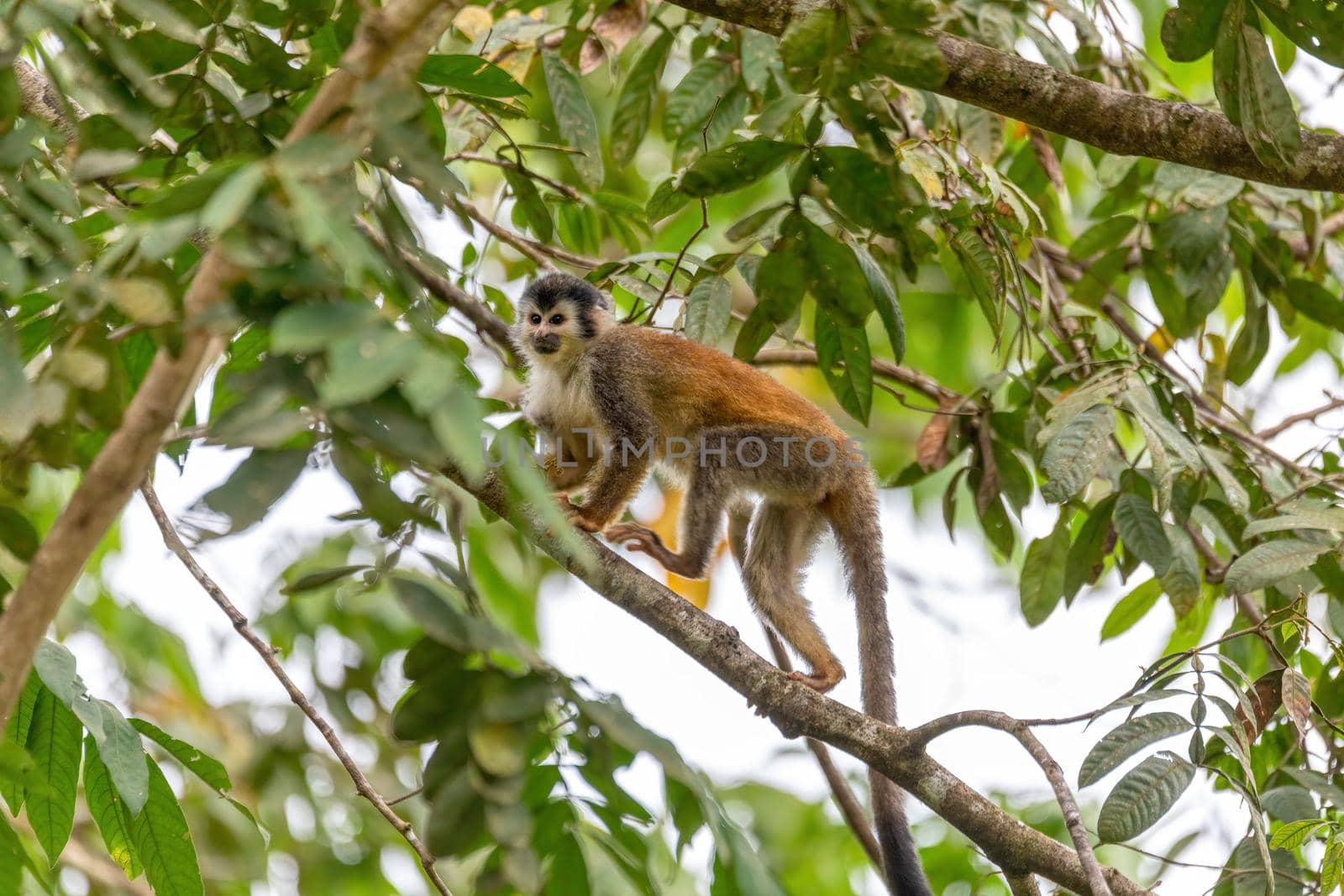 Central American squirrel monkey, Saimiri oerstedii, Quepos, Costa Rica wildlife by artush