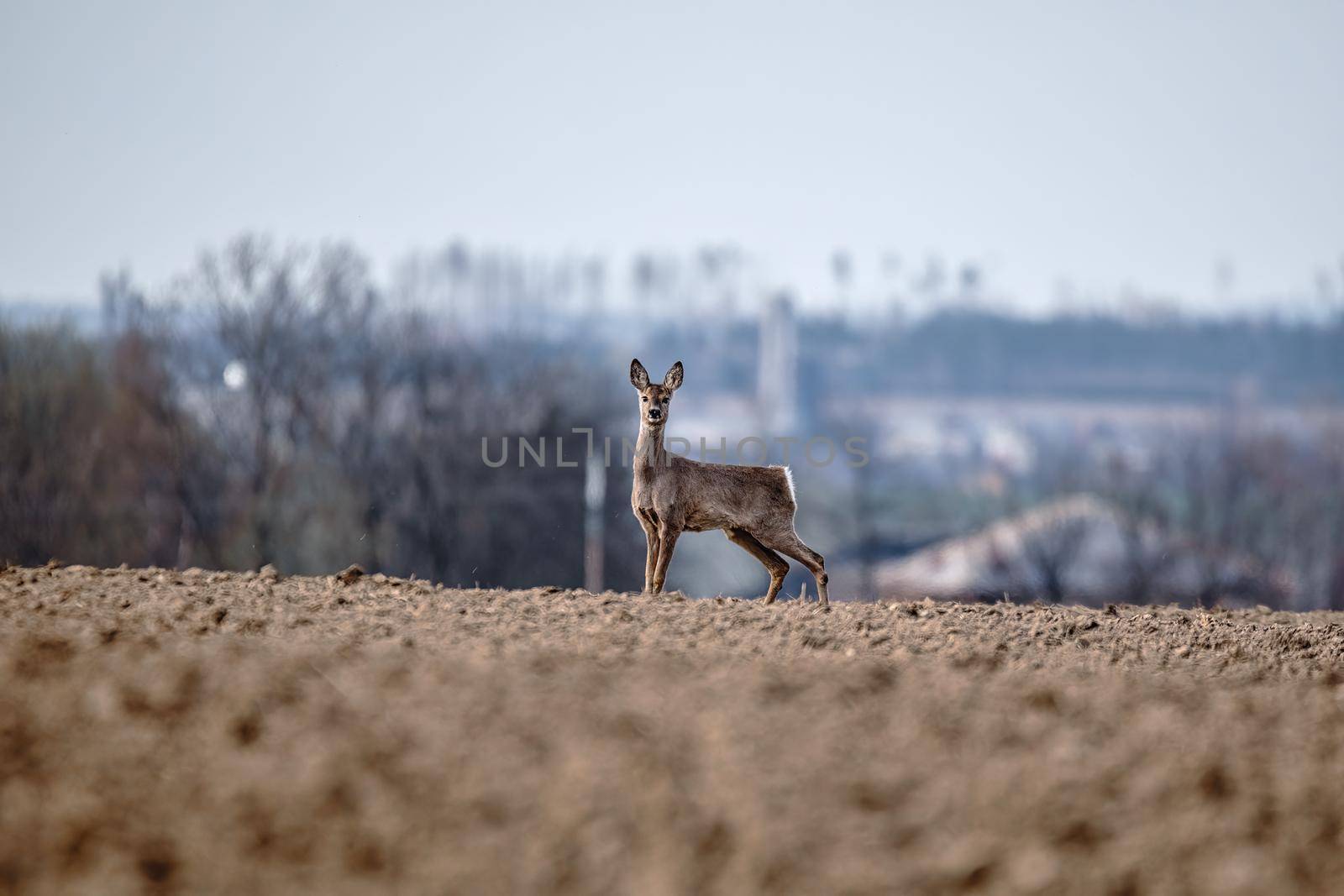 European roe deer (Capreolus capreolus), on the horizon in the background houses and village. Czech Republic europe wildlife