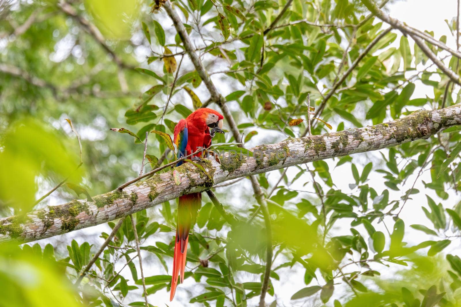 Scarlet macaw, Ara macao, Quepos Costa Rica. by artush