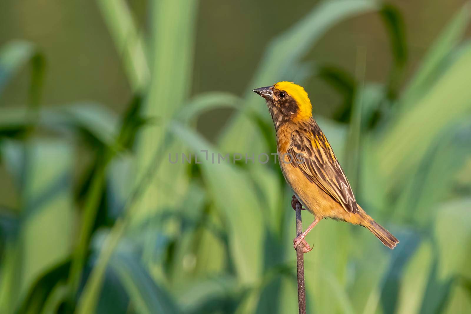 Image of male baya weaver nesting on nature background. Bird. Animals. by yod67