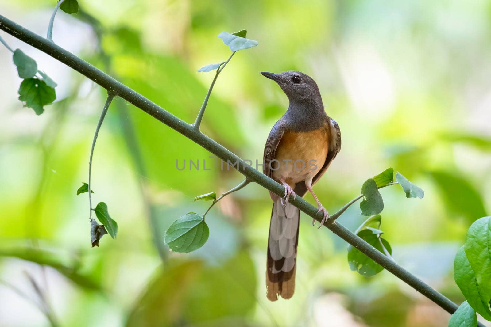 Image of White rumped Shama ( Kittacincla malabarica) on the tree branch on nature background. Bird. Animals. by yod67