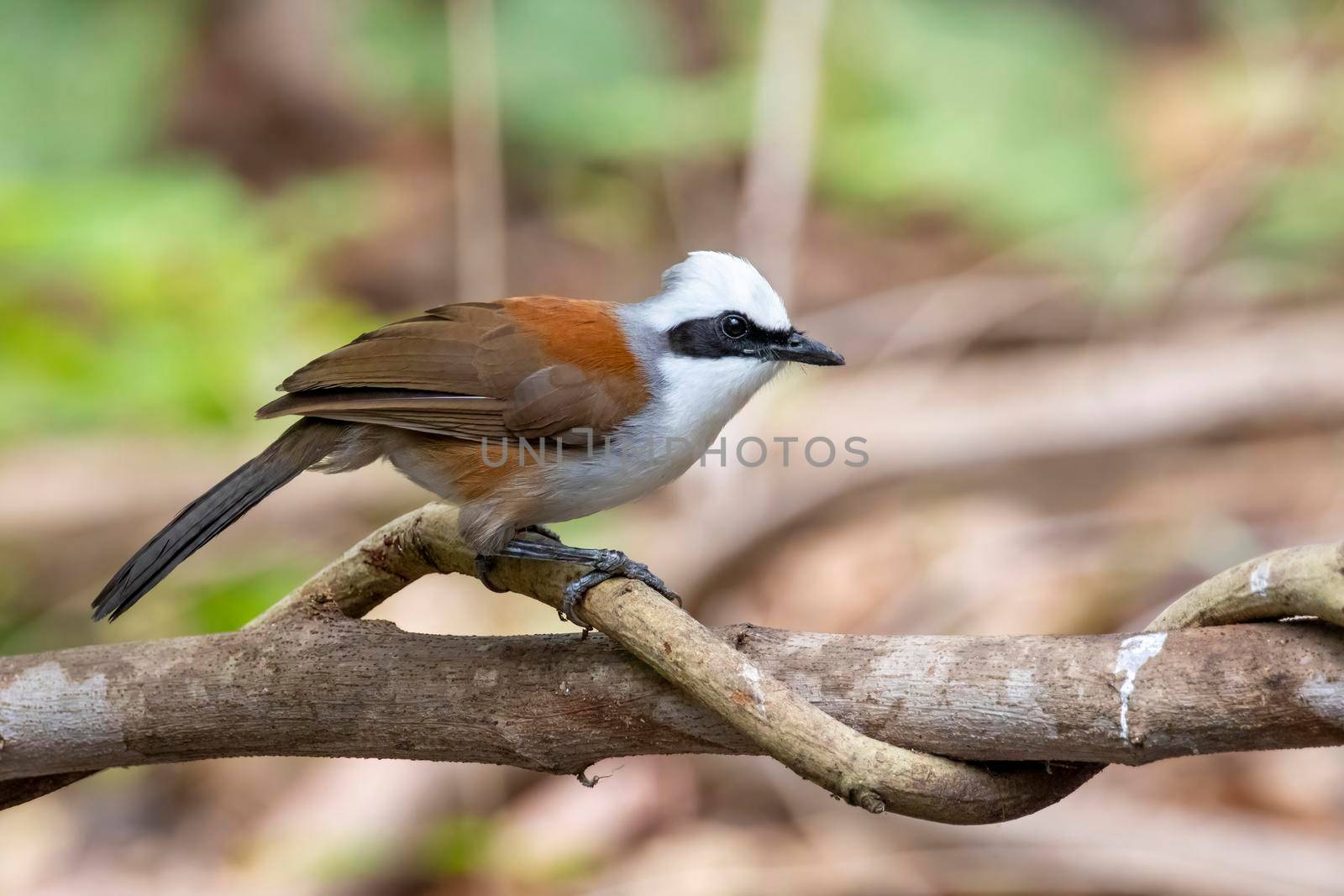 Image of White-crested Laughingthrush Bird on a tree branch on nature background. Animals. by yod67
