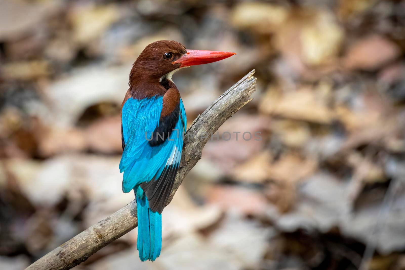Image of White-throated Kingfisher on a tree branch on nature background. Bird. Animals. by yod67