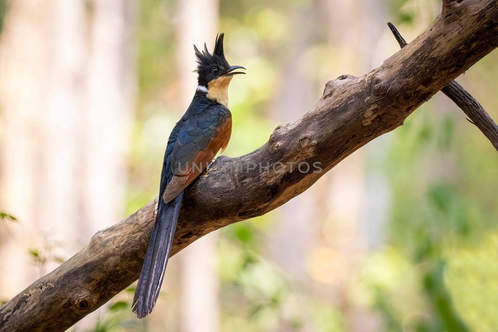 Image of Chestnut winged cuckoo on a tree branch on nature background. Bird. Animals. by yod67