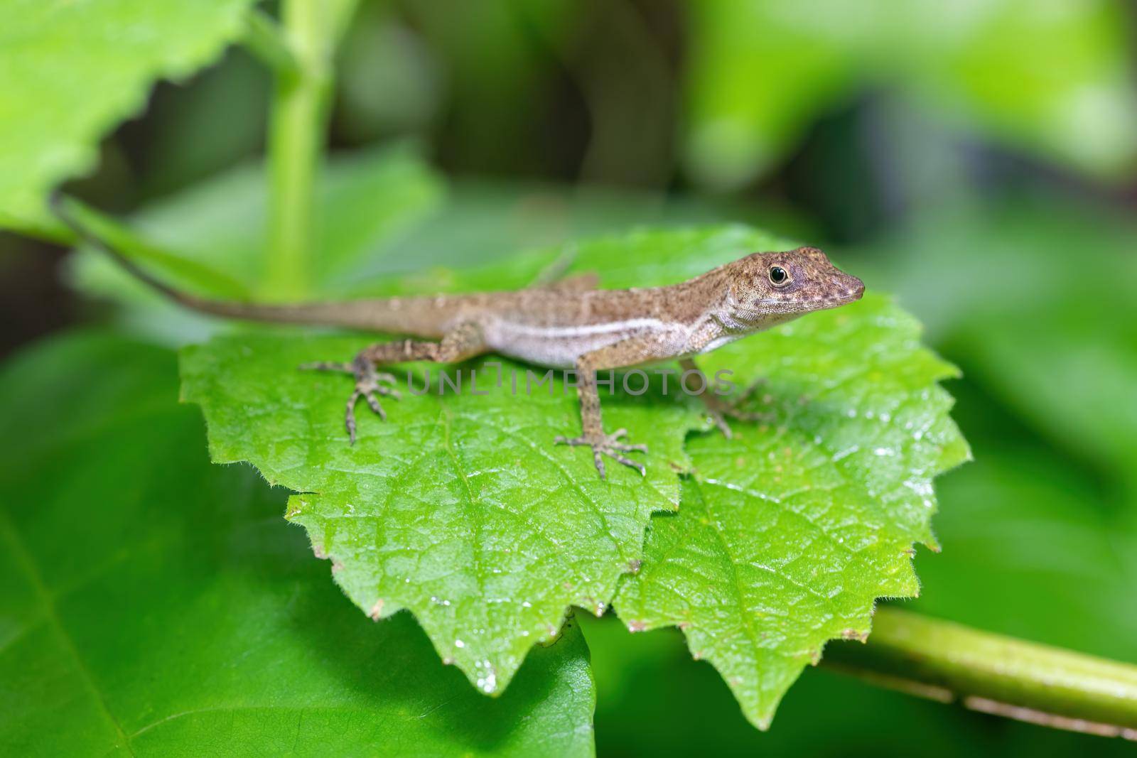 Anolis polylepis, small lizard in Quepos, Costa Rica wildlife by artush