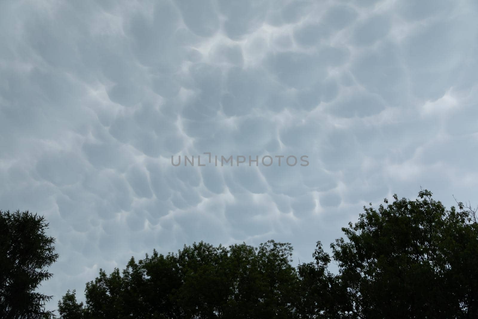 Above the leafy trees, the sky is streaked with clouds clumped together in irregular bubbles before the inevitable storm.