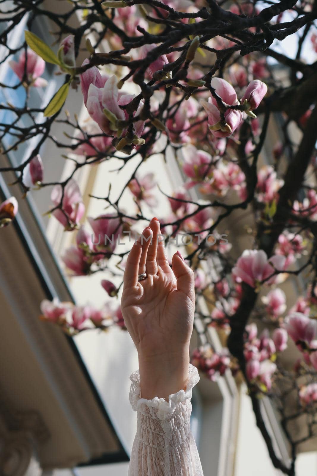 Blossoming magnolia flower in a girl s hand. Spring background
