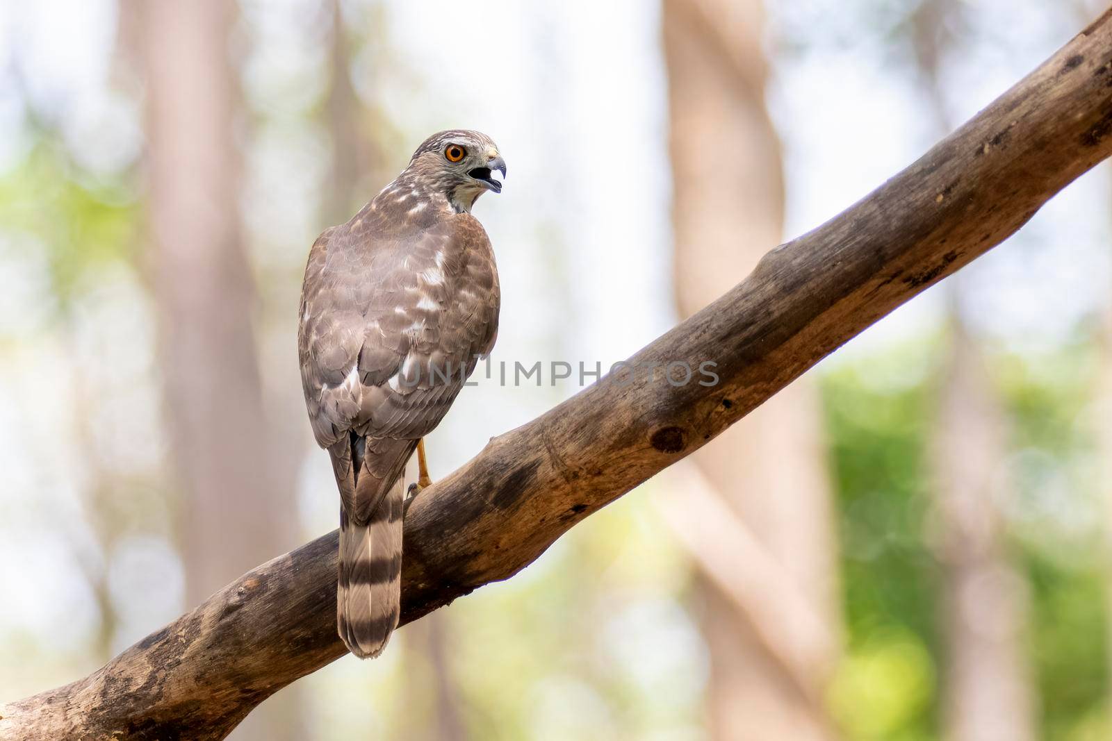 Image of Shikra Bird (Accipiter badius) on a tree branch on nature background. Animals.