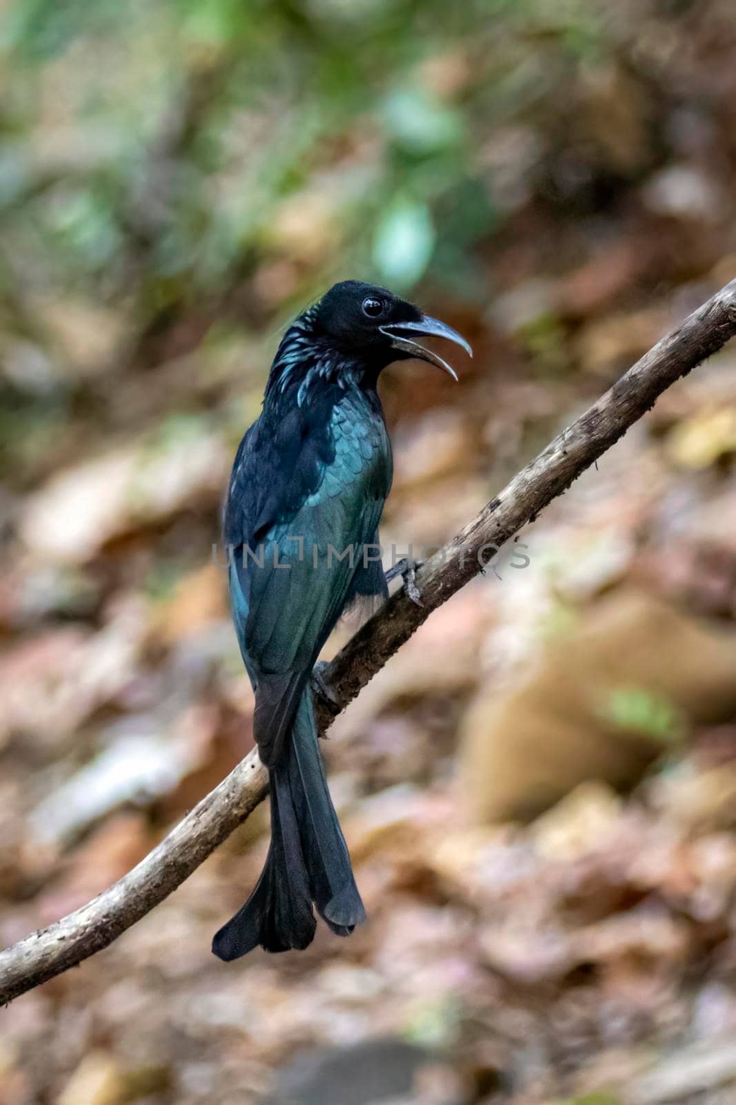 Image of Hair crested drongo bird on a tree branch on nature background. Animals.