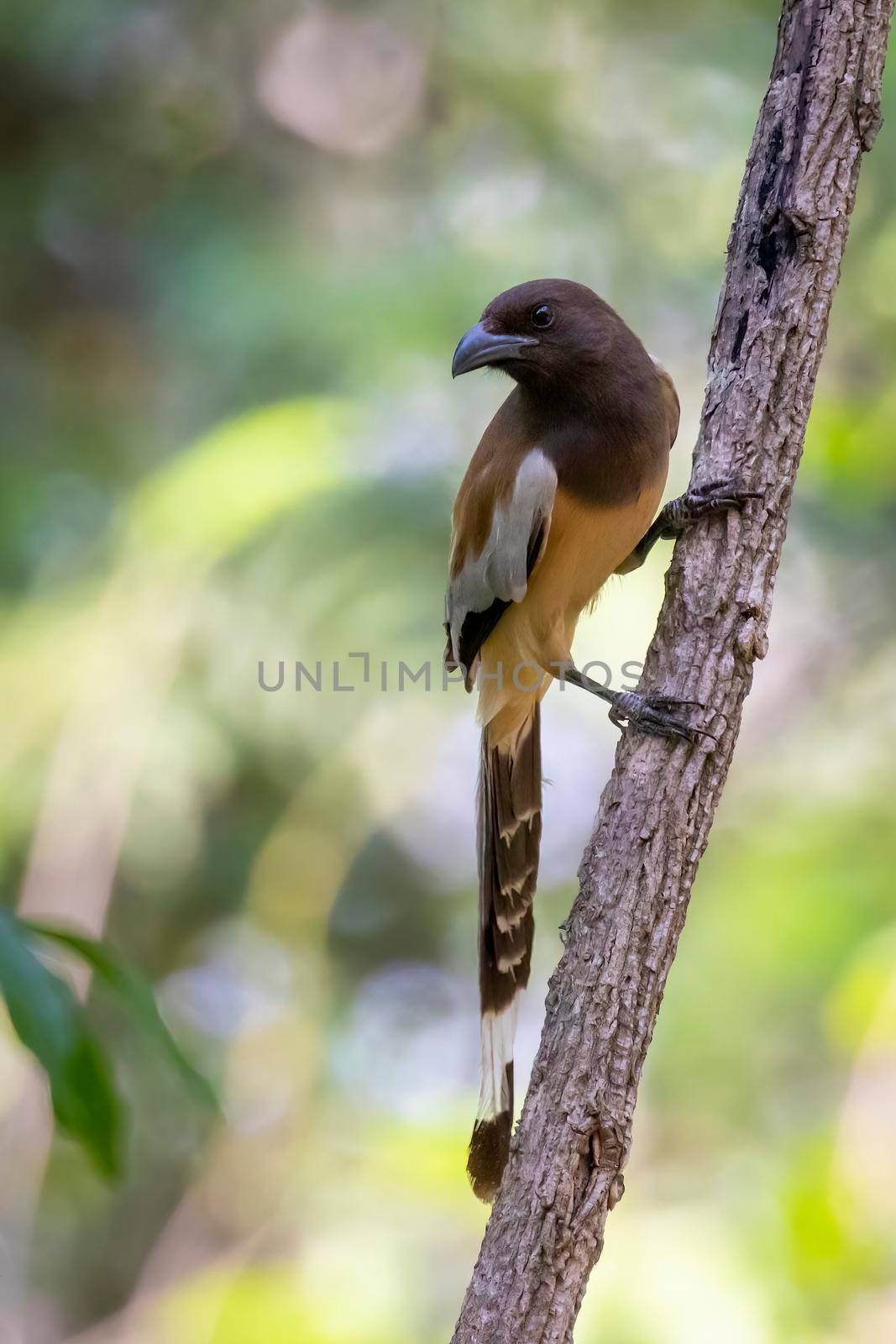 Image of Rufous Treepie ( Dendrocitta vagabunda) on the tree branch on nature background. Bird. Animals.