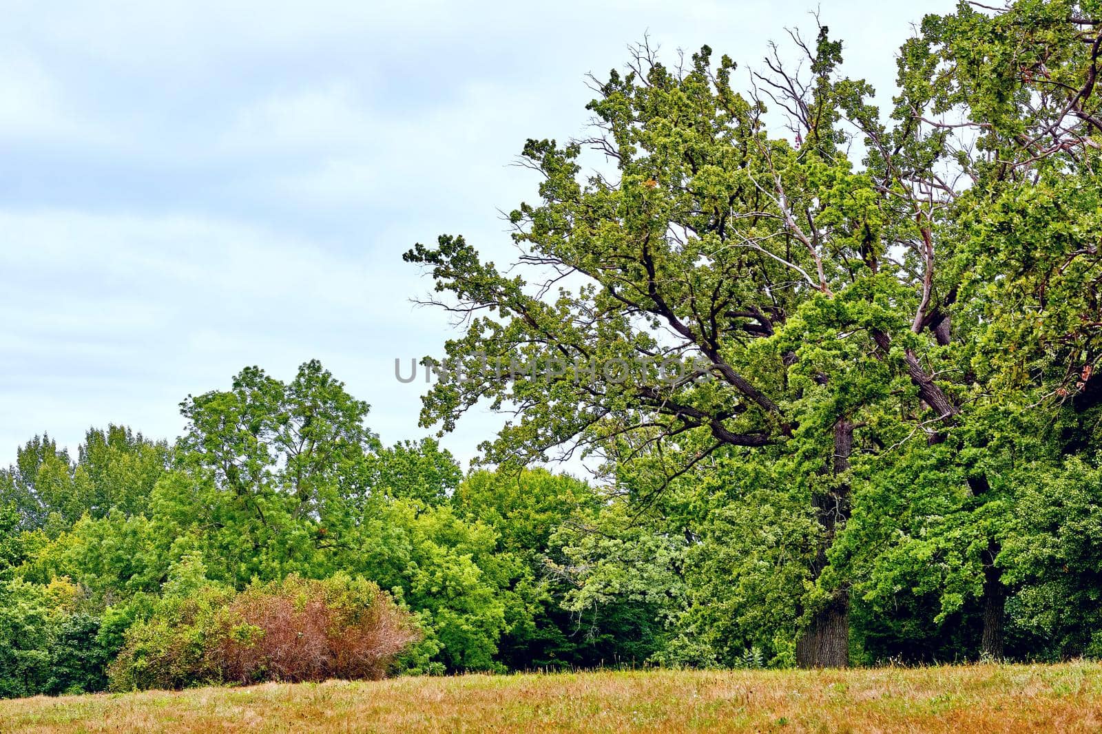 Green forest with big tree on a warm day by jovani68