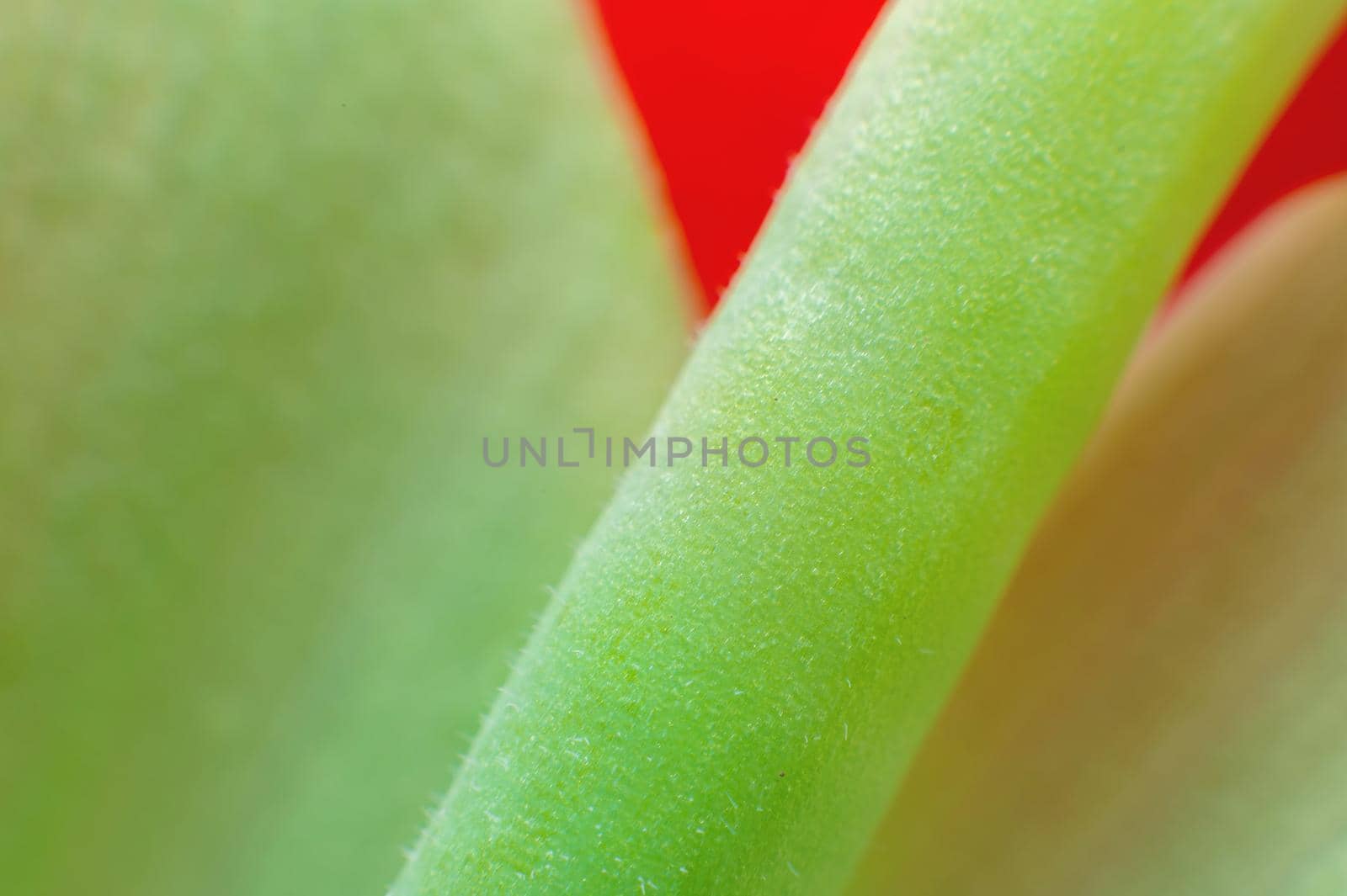 Close-up of a green stem of a red flower in extreme macro photography. Copy space botanical background.
