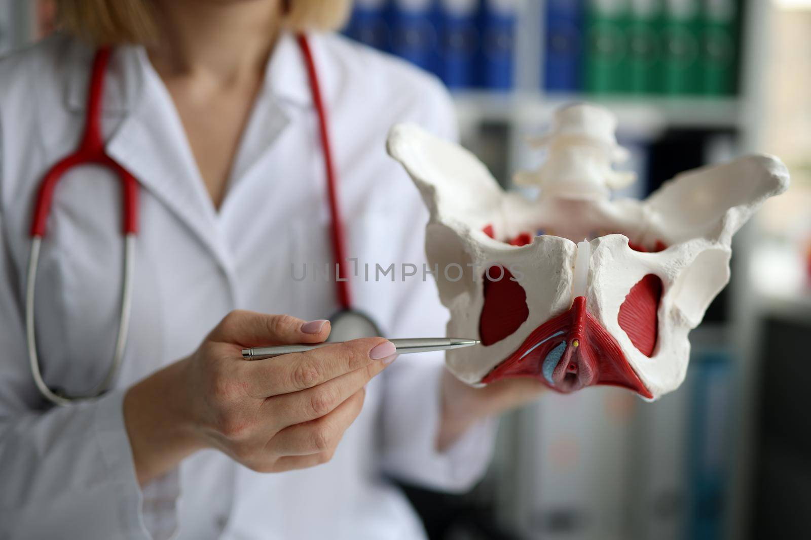 Doctor gynecologist showing model of female pelvic organs with muscles by kuprevich