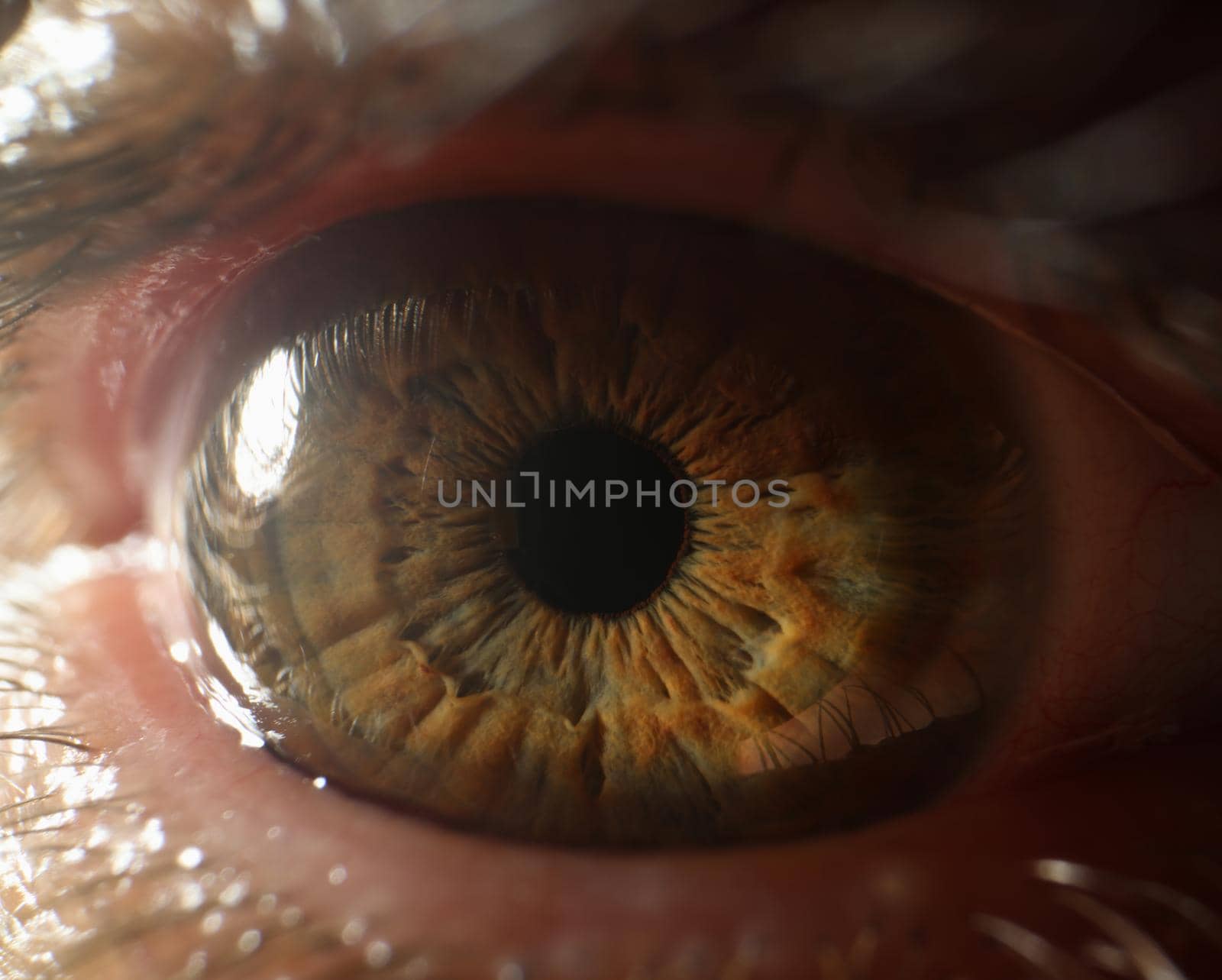 Persons eye, extreme macro shot of female or male sight organ, shadows of green eye colour by kuprevich