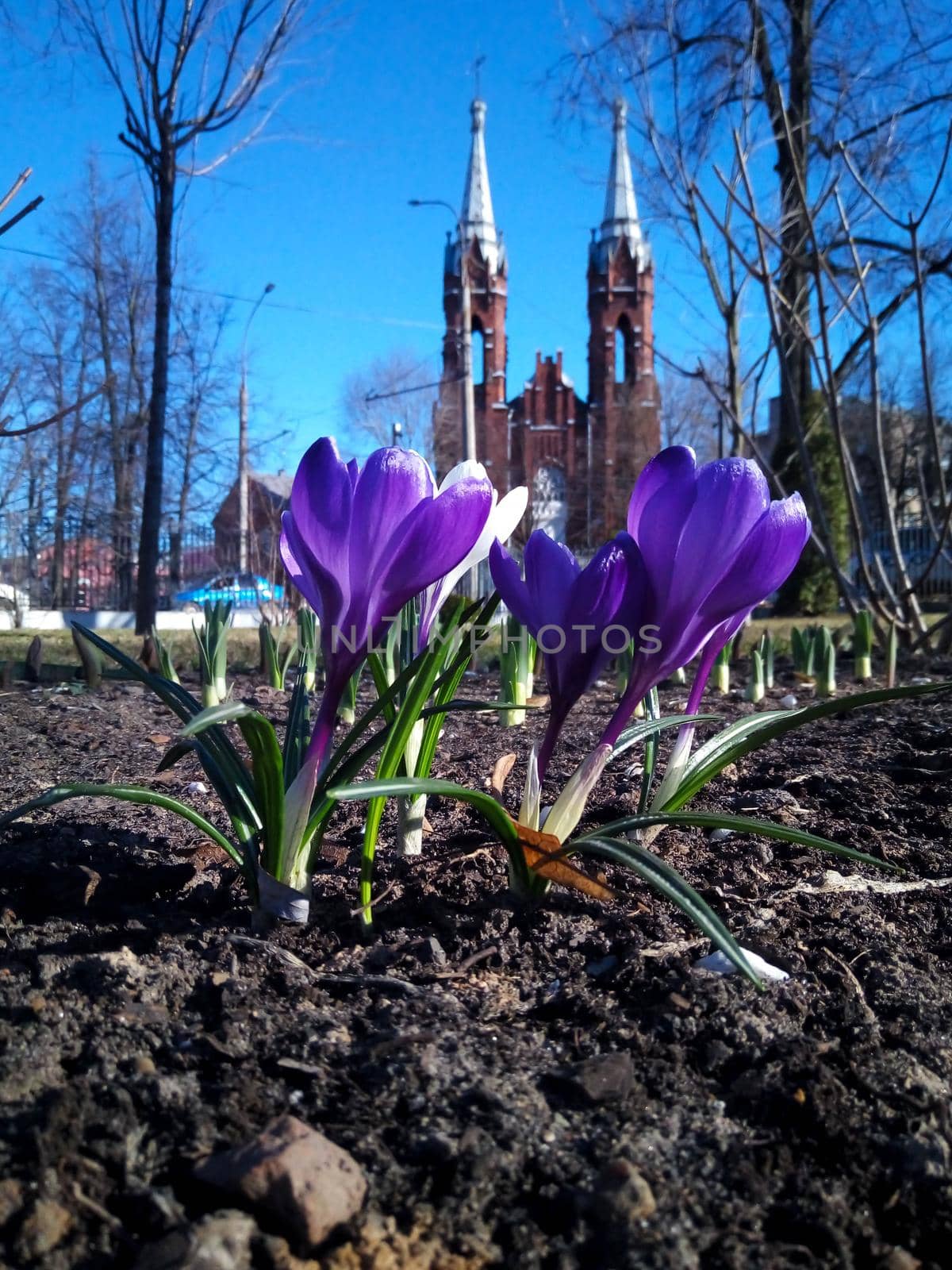 Crocuses blooming in the park against the background of the Church of the Sacred Heart of Jesus. Rybinsk,Russia by lapushka62