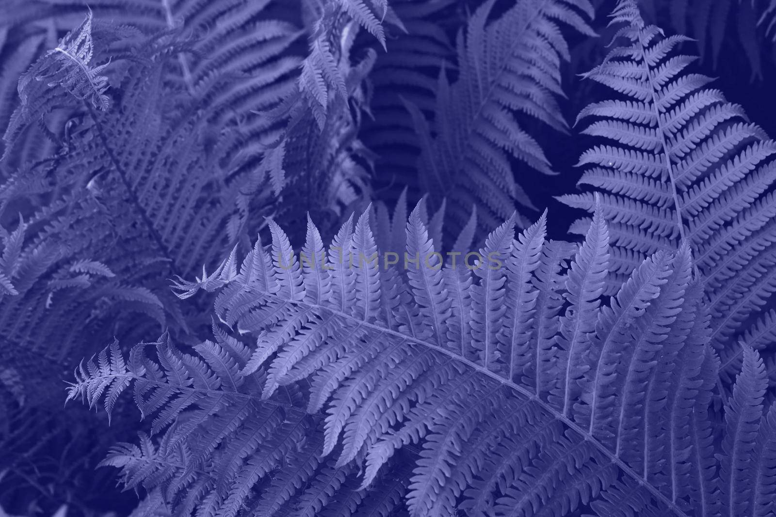 Very Peri beautiful view of fern plant in monochrome color. Forest very peri colored fern plants. Trendy color 2022. Very peri color background. by kizuneko