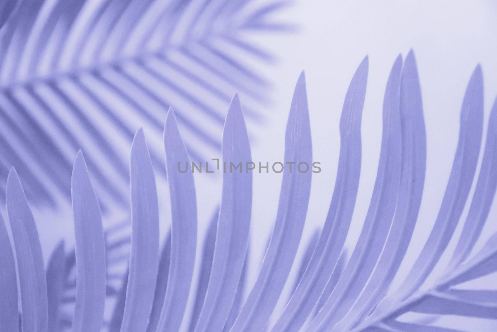 Shadow leaf dypsis on wall. Very Peri Pantone color of the year 2022. High quality photo