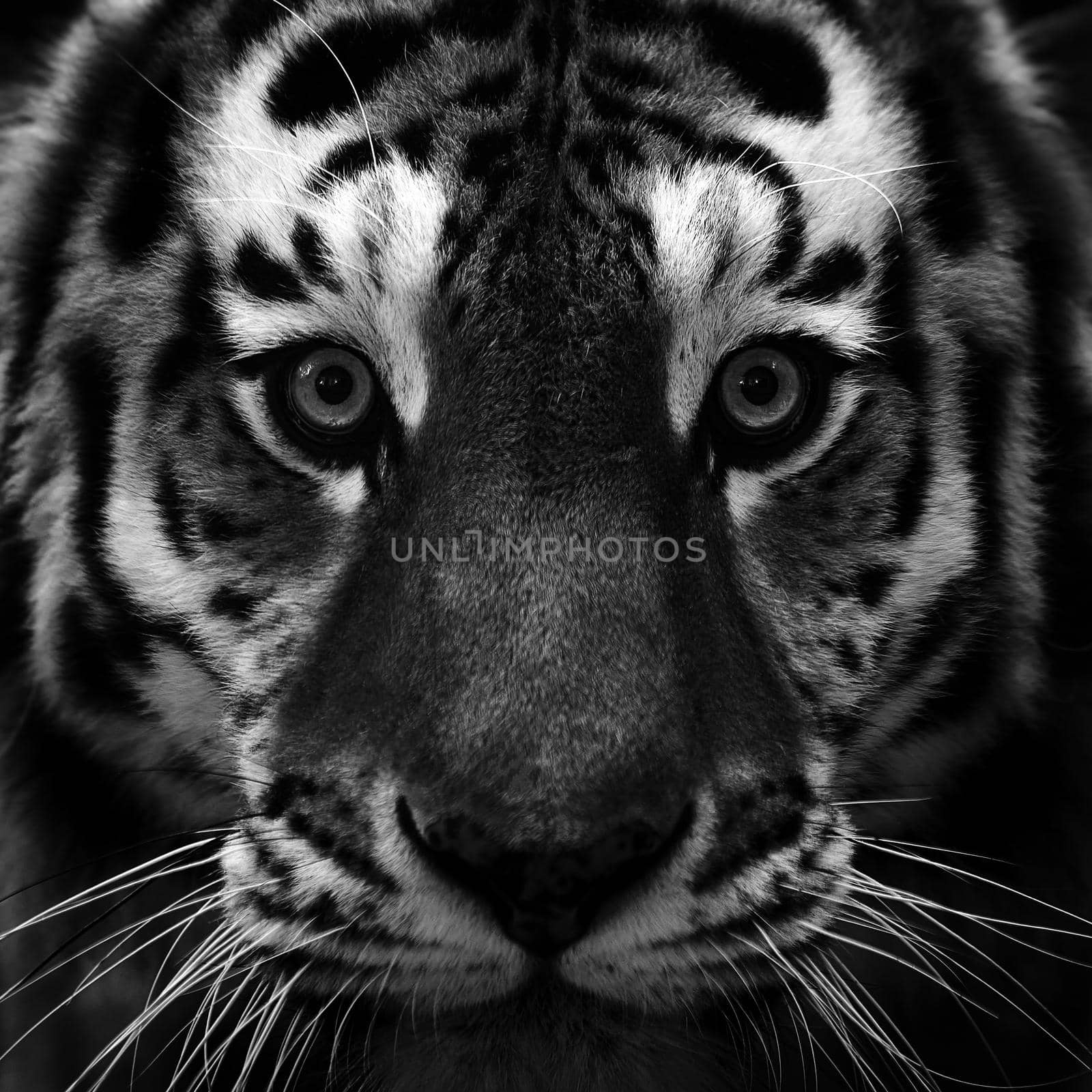 Portrait of a beautiful tiger. Big cat close-up. Tiger looks at you, portrait of a tiger. Portrait of a big cat by EvgeniyQW