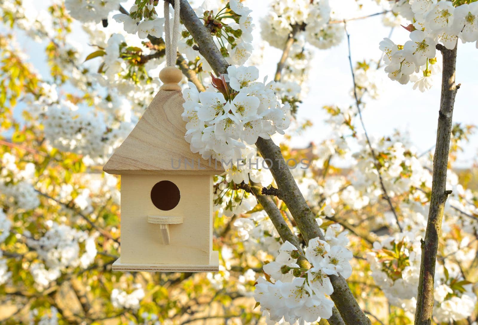 Birdhouse with blossom cherry white flowers sakura