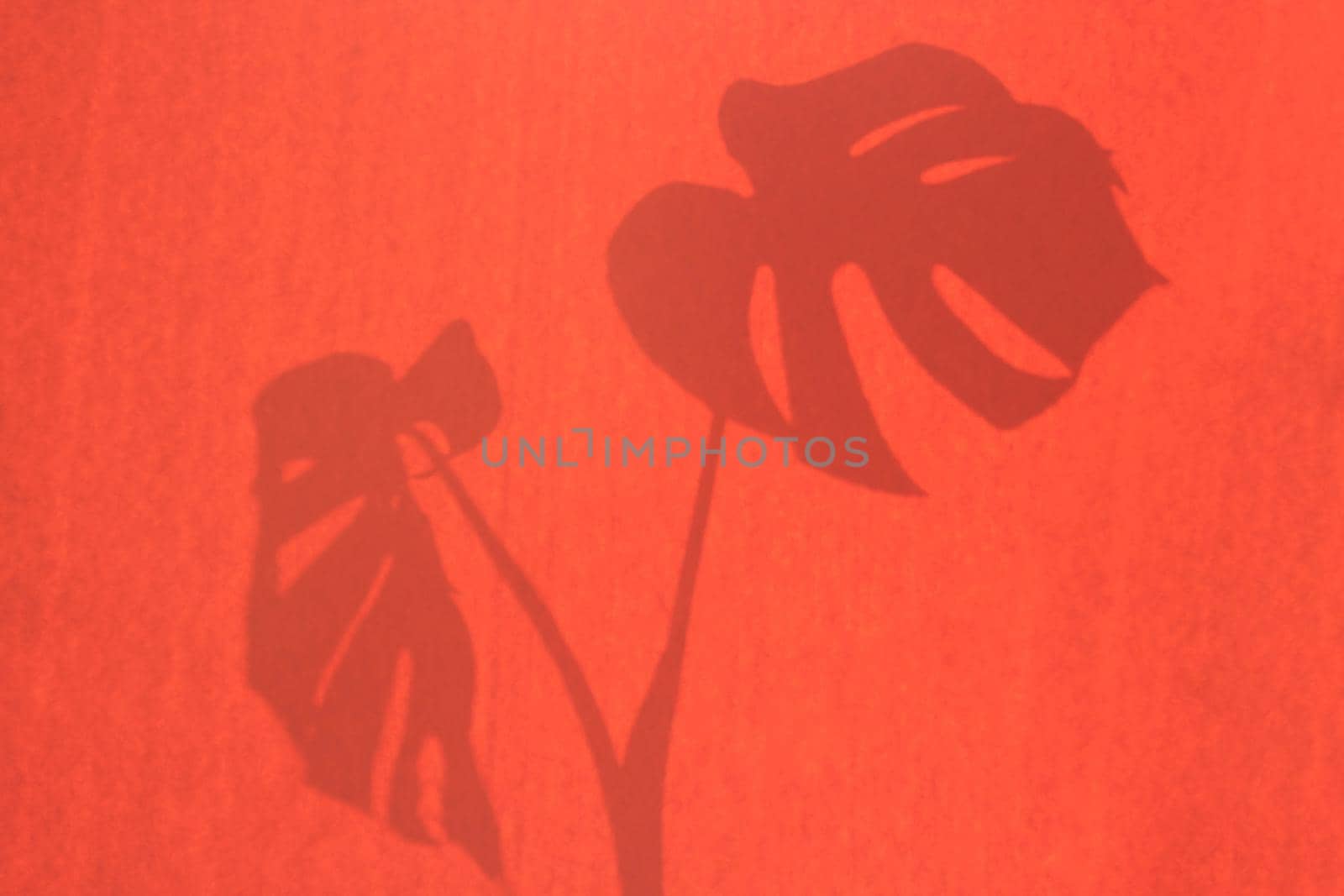 The shadow of a tropical monstera leaf on a pink background.