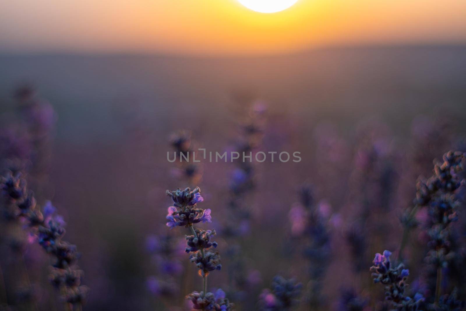 Beautiful sunset in the lavender fields.