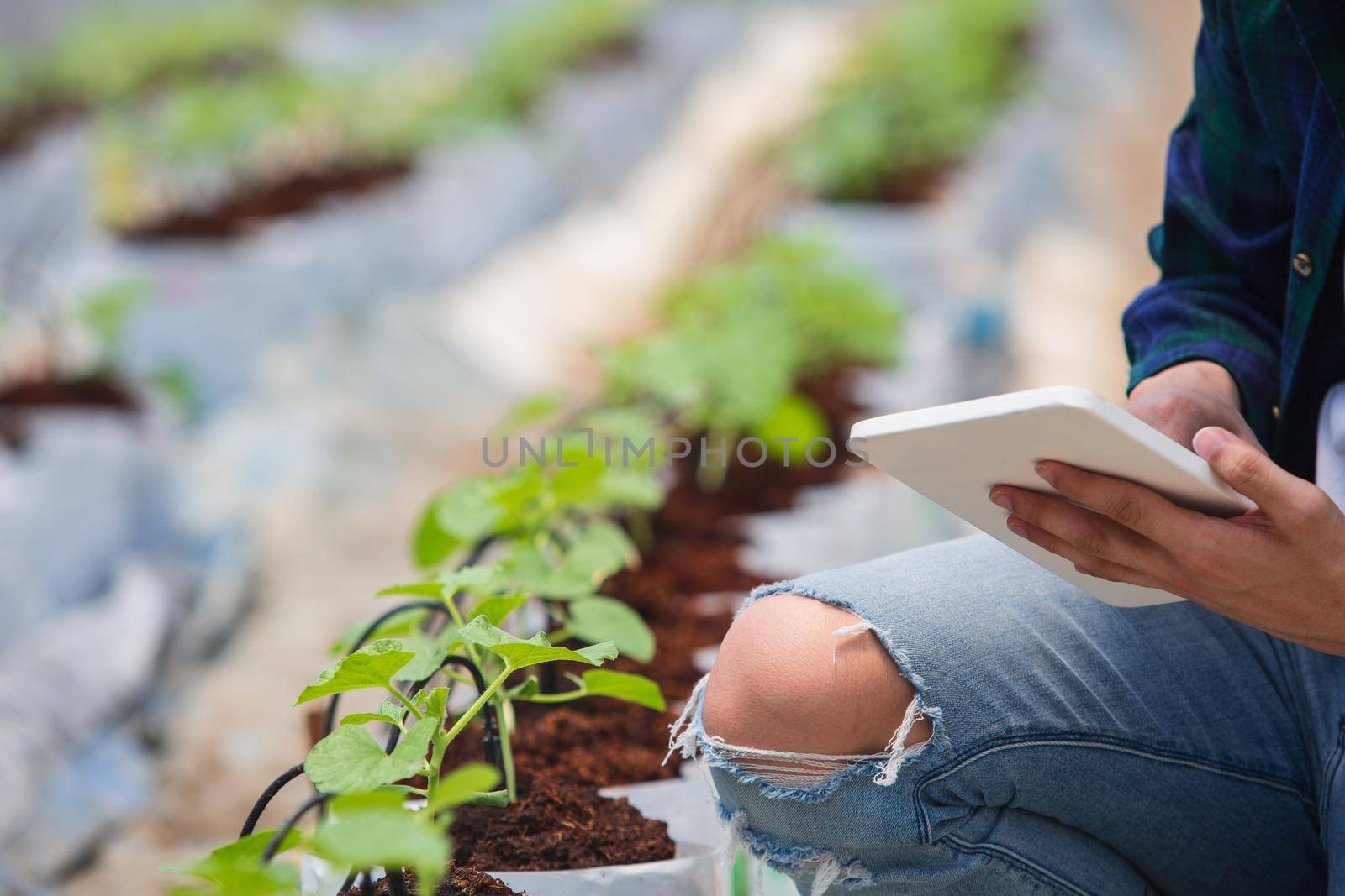 Smart farm, Farmer using tablet computer control agricultural system in greenhouse before harvest.