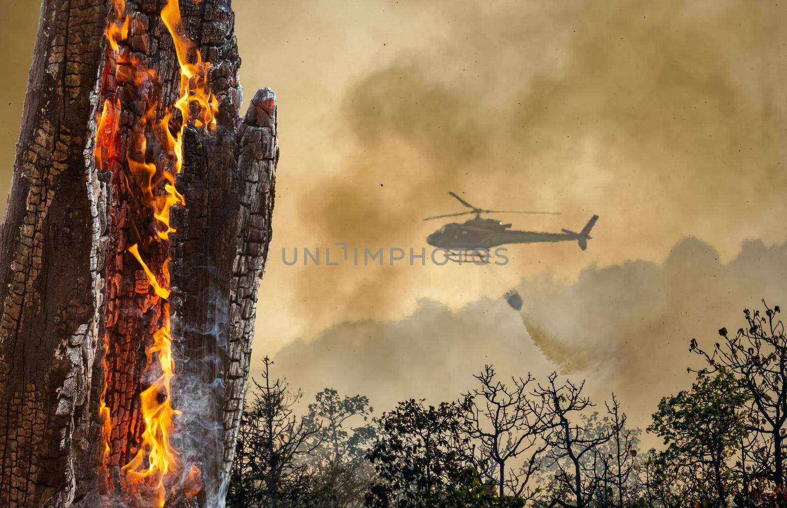 Fire fighting helicopter dropping water on forest fire