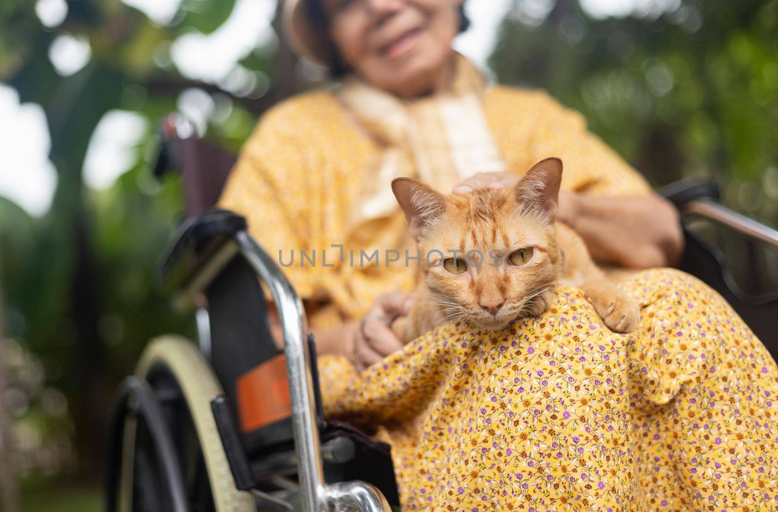 Elderly woman holding ginger cat on wheelchair in backyard