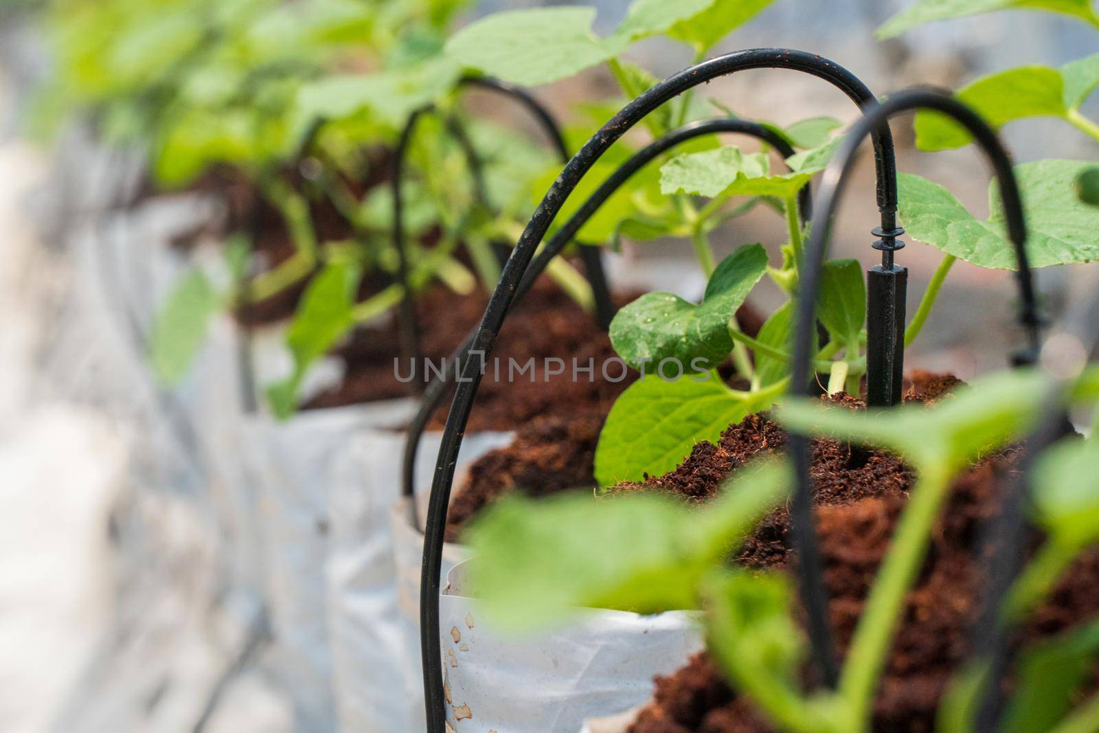 Drip Irrigation system in melon farm