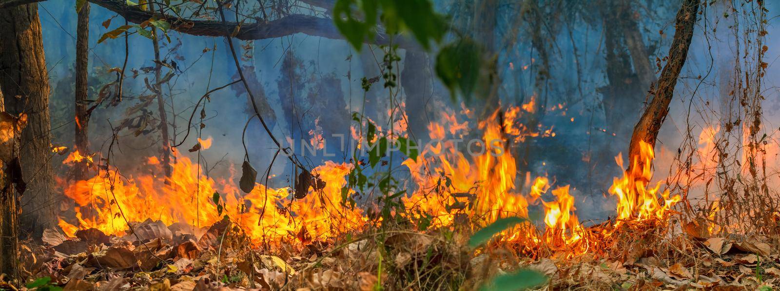 Forest fire disaster is burning caused by human